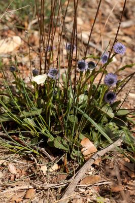Globulaire commune, Globulaire vulgaire, Globulair Globularia bisnagarica L., 1753