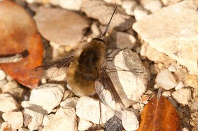  Bombylius fimbriatus Meigen, 1820