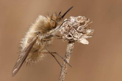  Bombylius trichurus Pallas, 1818