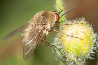  Dischistus 