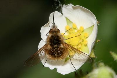  Bombylius venosus Mikan, 1796