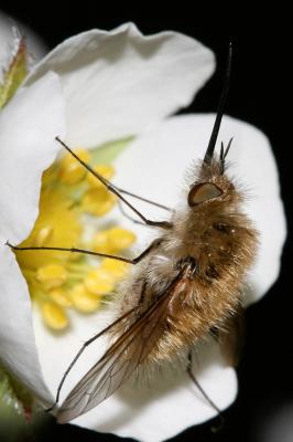  Bombylius venosus Mikan, 1796