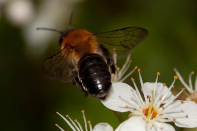  Andrena nitida (Müller, 1776)