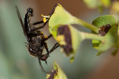  Empis ciliata Fabricius, 1787