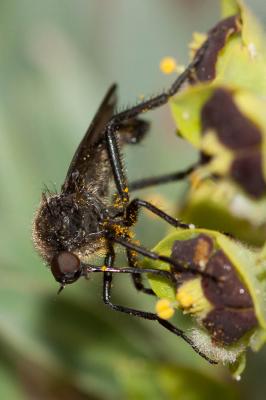  Empis ciliata Fabricius, 1787
