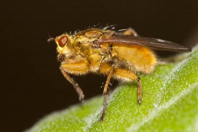 Scathophage du fumier, Mouche à merde Scathophaga stercoraria (Linnaeus, 1758)