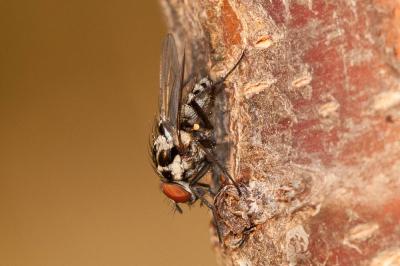  Anthomyia procellaris Rondani, 1866