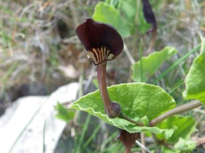 Pistoloche Aristolochia pistolochia L., 1763