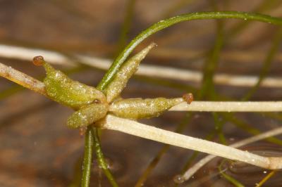 Zannichellie pédicellée Zannichellia palustris subsp. pedicellata (Wahlenb. & Rosén) Arcang., 1882