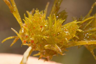  Tolypella glomerata (Desv.) Leonh., 1863