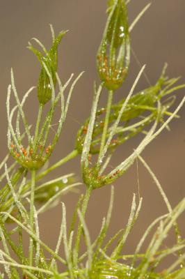  Chara globularis J.L.Thuiller, 1799