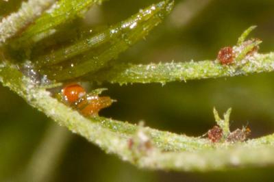  Chara globularis J.L.Thuiller, 1799