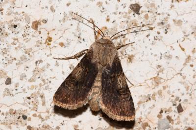 Noctuelle des Renouées (La) Agrotis puta (Hübner, 1803)