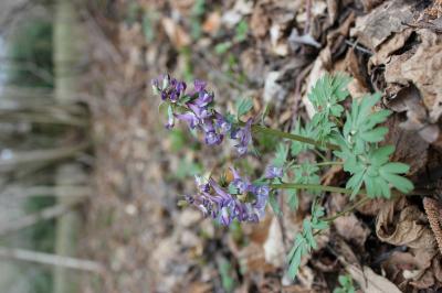 Corydale solide Corydalis solida (L.) Clairv., 1811