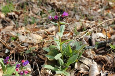Pulmonaire à feuilles longues des Cévennes, Pulmon Pulmonaria longifolia subsp. cevennensis Bolliger, 1982