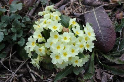 Primevère acaule Primula vulgaris Huds., 1762