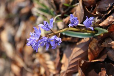 Scille à deux feuilles, Étoile bleue Scilla bifolia L., 1753