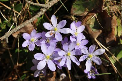 Hépatique à trois lobes Anemone hepatica L., 1753