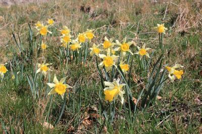 Jonquille des bois Narcissus pseudonarcissus L., 1753