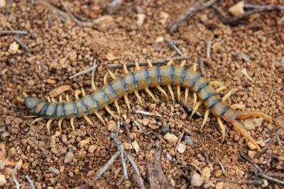  Scolopendra cingulata Latreille, 1789