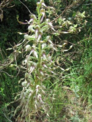 Orchis bouc, Himantoglosse à odeur de bouc Himantoglossum hircinum (L.) Spreng., 1826