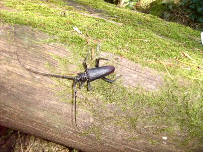 Grand Capricorne (Le) Cerambyx cerdo Linnaeus, 1758