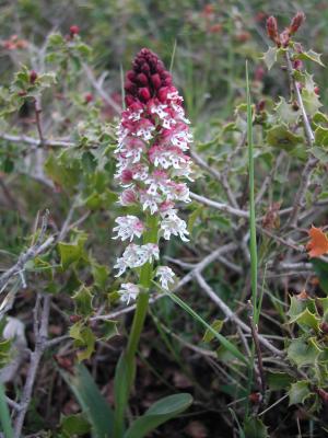 Orchis brûlé Neotinea ustulata (L.) R.M.Bateman, Pridgeon & M.W.Chase, 1997