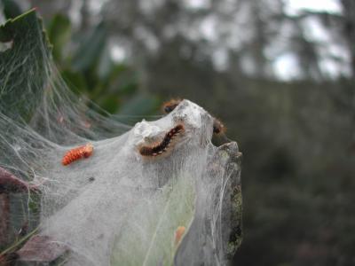 Cul-brun (Le) Euproctis chrysorrhoea (Linnaeus, 1758)