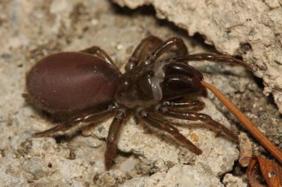 Mygales à chaussette Atypus affinis Eichwald, 1830