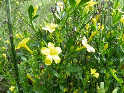 Jasmin jaune, Jasmin d'été Jasminum fruticans L., 1753