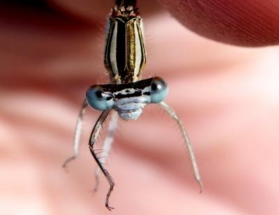 Agrion orangé Platycnemis acutipennis Selys, 1841
