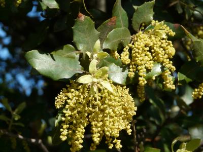 Chêne vert Quercus ilex L., 1753
