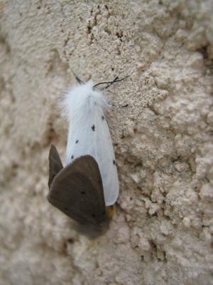 Ecaille mendiante (L') Diaphora mendica (Clerck, 1759)