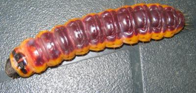 Cossus gâte-bois (Le) Cossus cossus (Linnaeus, 1758)