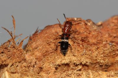  Denops albofasciatus (Charpentier, 1825)