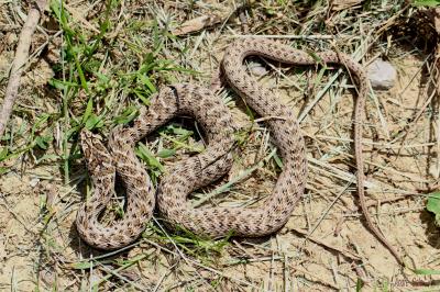 Couleuvre de Montpellier Malpolon monspessulanus (Hermann, 1804)