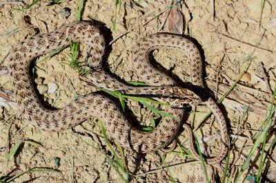 Couleuvre de Montpellier Malpolon monspessulanus (Hermann, 1804)