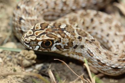 Couleuvre de Montpellier Malpolon monspessulanus (Hermann, 1804)