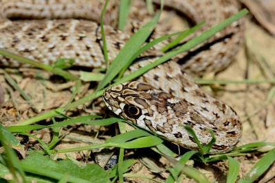 Couleuvre de Montpellier Malpolon monspessulanus (Hermann, 1804)