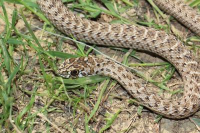 Couleuvre de Montpellier Malpolon monspessulanus (Hermann, 1804)