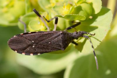  Dicranocephalus agilis (Scopoli, 1763)