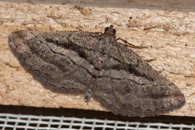 Fidonie du Ciste (La) Rhoptria asperaria (Hübner, 1817)