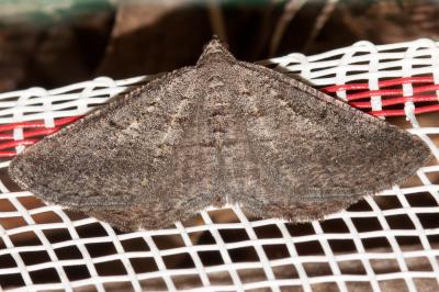 Fidonie du Ciste (La) Rhoptria asperaria (Hübner, 1817)
