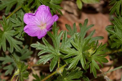 Géranium sanguin, Sanguinaire, Herbe à becquet, Be Geranium sanguineum L., 1753