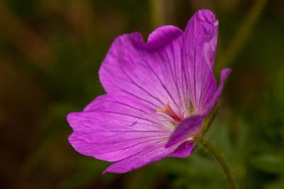 Géranium sanguin, Sanguinaire, Herbe à becquet, Be Geranium sanguineum L., 1753