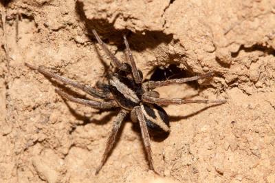  Alopecosa albofasciata (Brullé, 1832)