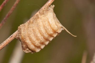 Empuse commune, Diablotin Empusa pennata (Thunberg, 1815)