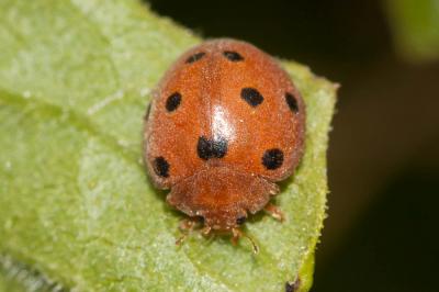 Coccinelle argus Henosepilachna argus (Geoffroy in Fourcroy, 1785)