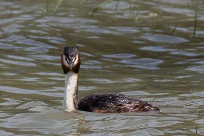 Grèbe huppé Podiceps cristatus (Linnaeus, 1758)