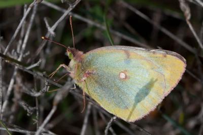 Fluoré (Le) Colias alfacariensis Ribbe, 1905